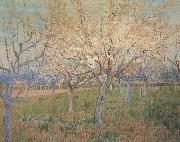 Vincent Van Gogh Orchard with Blossoming Apricot Trees (nn04)_ oil painting